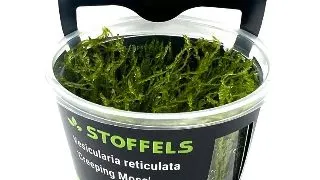 Muschi acvariu Vesicularia Species (Creeping Moss) in vitro