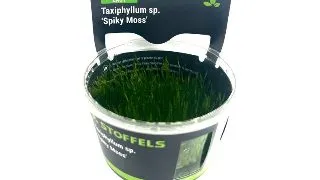 Muschi acvariu Taxiphyllum Spiky in vitro Stoffels