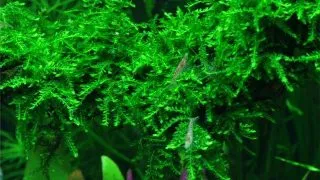 Vesicularia ferriei Weeping Moss In Vitro Tropica