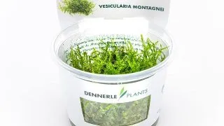 Dennerle Vesicularia montagnei (Christmas Moss) In-Vitro