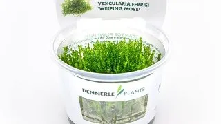 Dennerle Vesicularia ferriei (Weeping Moss) In-Vitro