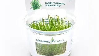 Dennerle Taxiphyllum spec. Flame moss In-Vitro