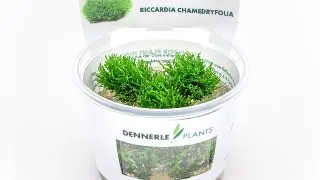 Dennerle Coral moss Riccardia chamedryfolia In-Vitro