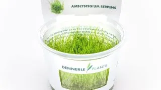 Dennerle Amblystegium serpens In-Vitro