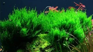 Muschi acvariu Taxiphyllum 'Flame' in vitro Tropica