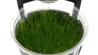 Muschi acvariu Stoffels Taxiphyllum Flame Moss in vitro