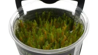 Muschi acvariu Vesicularia Montagnei (Christmas Moss) in vitro