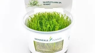 Muschi acvariu Taxiphyllum spec. Giant in vitro Dennerle