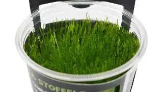 Muschi acvariu Taxiphyllum Alternans (Taiwan Moss) in vitro