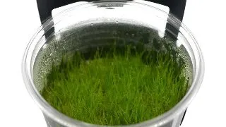 Planta acvariu Taxiphyllum barbieri Java Moss in vitro Stoffels