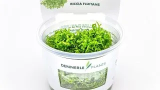 Dennerle Riccia Fluitans In-Vitro