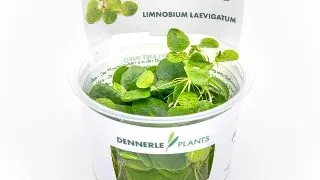 Dennerle Limnobium laevigatum In-Vitro