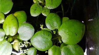 Planta acvariu plutitoare Limnobium Laevigatum in vitro Tropica