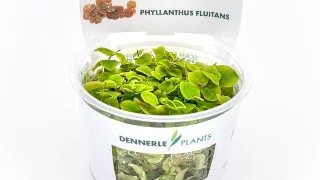 Planta acvariu plutitoare Phyllanthus Fluitans in vitro Dennerle