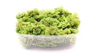 Planta plutitoare Azolla filiculoides Dennerle Plants
