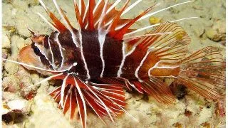 Tailbar Lionfish (Pterois radiata)
