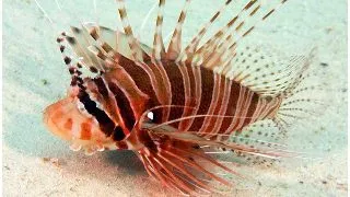 Spotfin Lionfish (Pterois antennata)