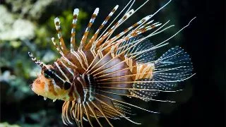 Lionfish Pterios Volitans Black