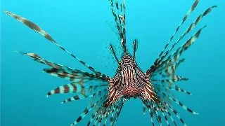 Pterois volitans