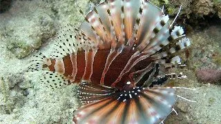 Dendrochirus zebra