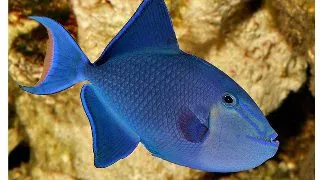 Odonus niger