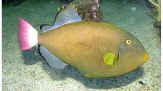 Pinktail triggerfish (Melichthys vidua)