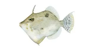 Paramonacanthus filicauda
