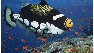 Clown triggerfish