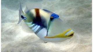 Laguna Triggerfish (Rhinecanthus aculeatus)