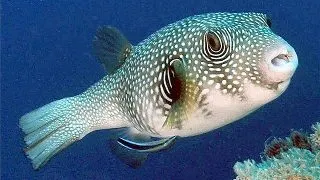 Arothron hispidus
