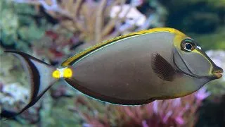 Naso lituratus