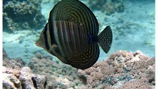 Zebrasoma desjardini
