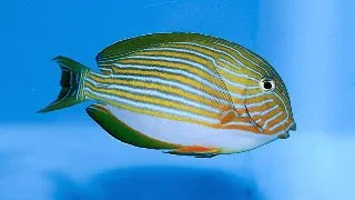 Acanthurus lineatus
