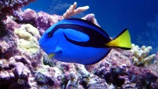 Paracanthurus Hepatus marime S