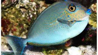 Naso vlamingi