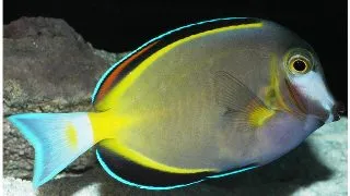 Acanthurus japonicus (Powder brown tang)