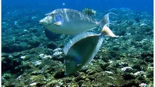Unicornfish bluespine (Peste Unicorn cu Spini Albastri)