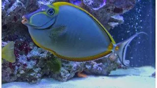 Unicornfish alungit Naso lopezi