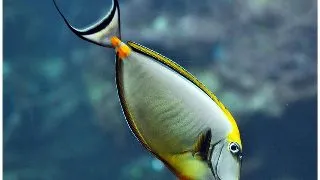 Naso Elegans