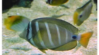 Zebrasoma veliferum (Sailfin tang)