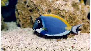 Acanthurus leucosternon (Powder Blue Tang)