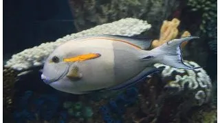 Acanthurus olivaceus