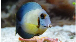 Acanthurus pyroferus