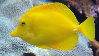 Zebrasoma flavescens