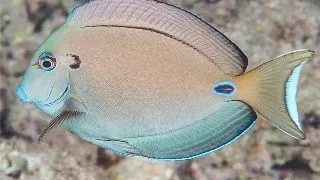 Acanthurus tennentii
