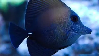 Zebrasoma scopas