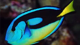 Paracanthurus hepatus - Yellow