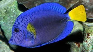 Zebrasoma xanthurum