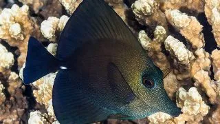Zebrasoma scopas (Twotone tang)