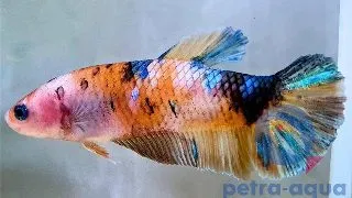 Peste Betta Splendens Giant Nemo femela
